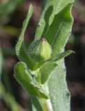 Calendula arvensis. Верхушка побега с развивающимся соцветием и верхушечными листьями. Испания, автономное сообщество Каталония, провинция Жирона, комарка Баш Эмпорда, муниципалитет Калонже, кромка залежи. 20.12.2018.