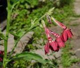 Nicotiana alata