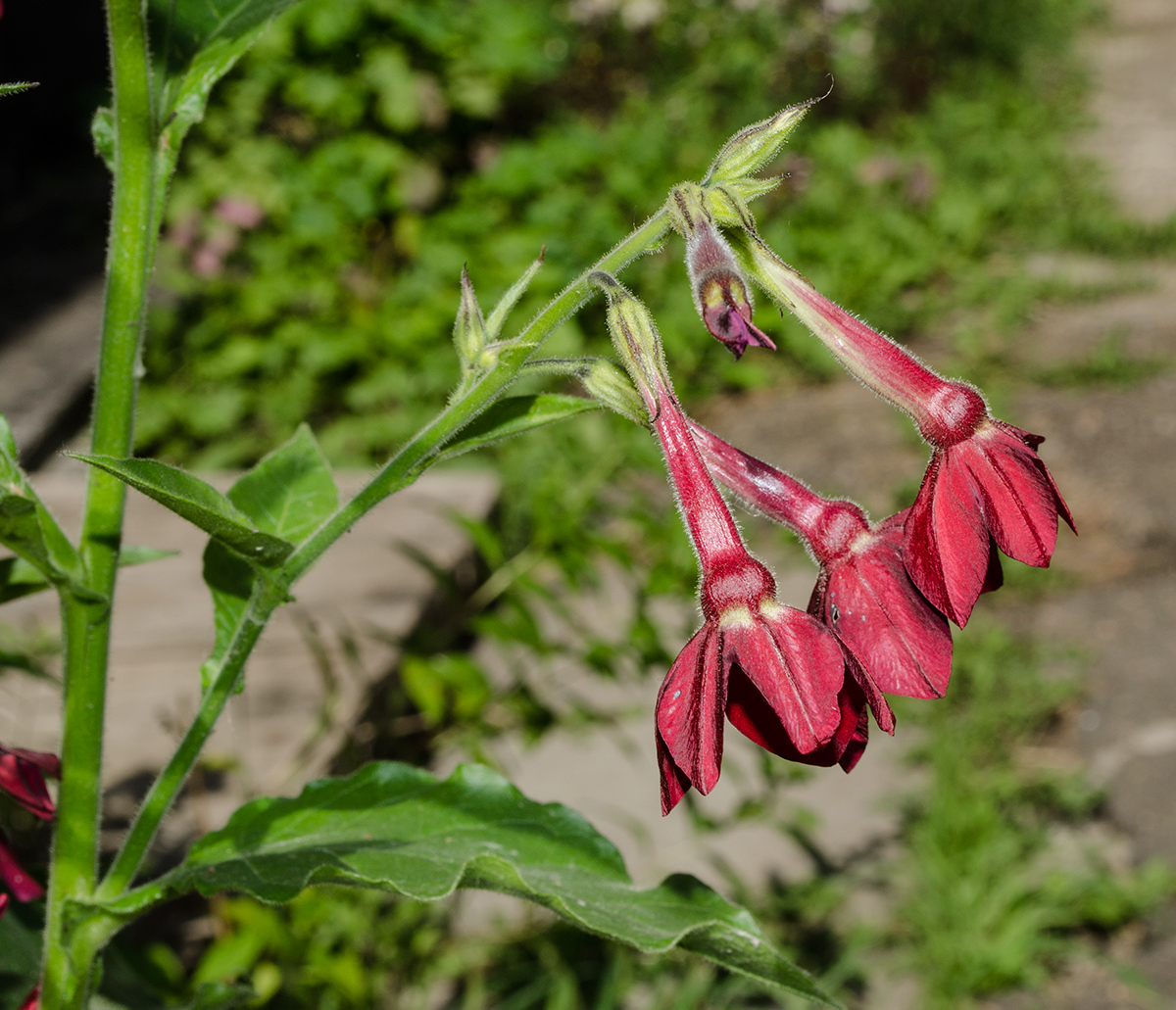 Изображение особи Nicotiana alata.