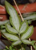 Pteris cretica
