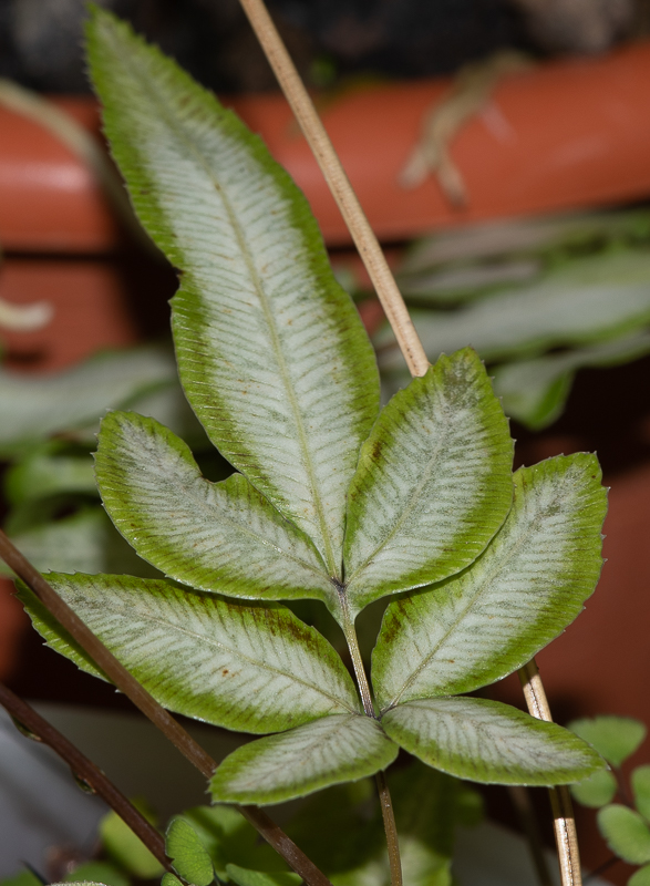 Image of Pteris cretica specimen.