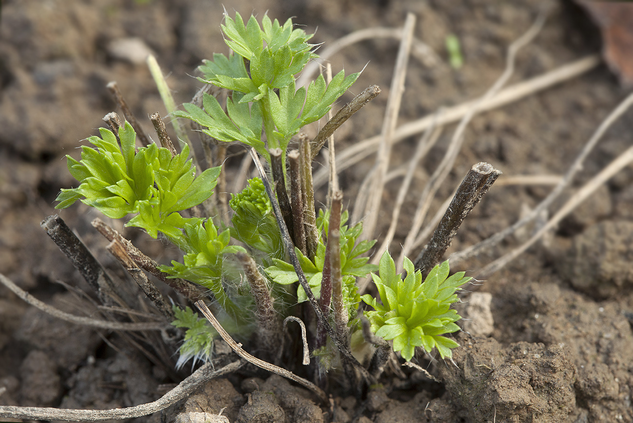 Изображение особи Pulsatilla campanella.