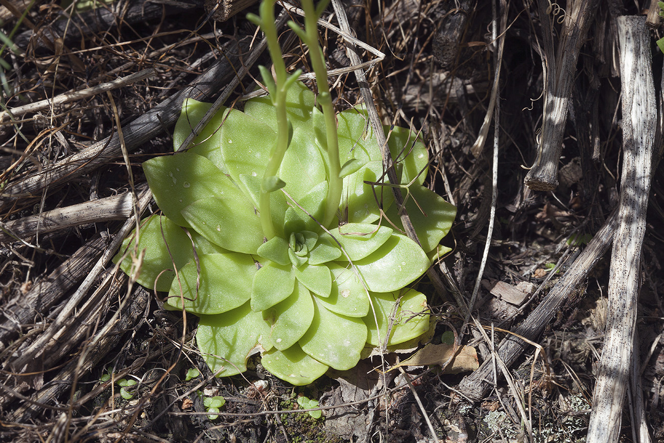 Изображение особи Rosularia glabra.