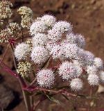 Cicuta virosa. Часть от общего соцветия. Магаданская обл., Ольский р-н, оз. Глухое, торфяной берег. 31.07.2017.