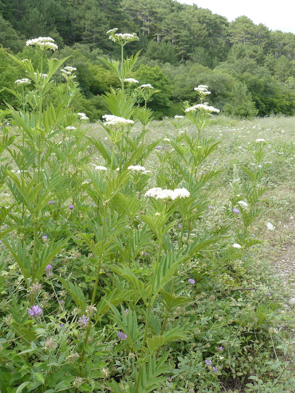 Image of Sambucus ebulus specimen.