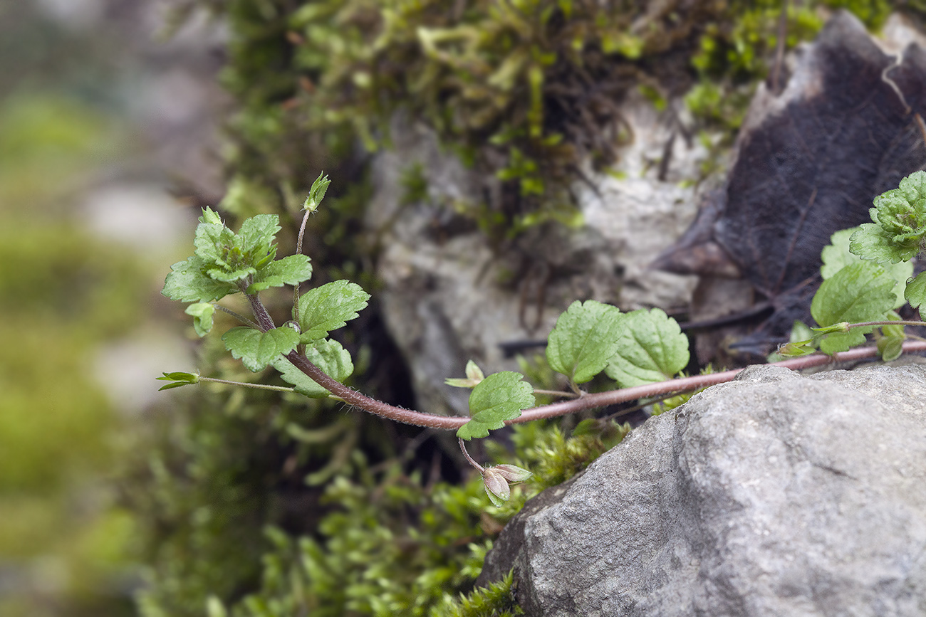 Image of Veronica persica specimen.
