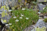 Minuartia oreina