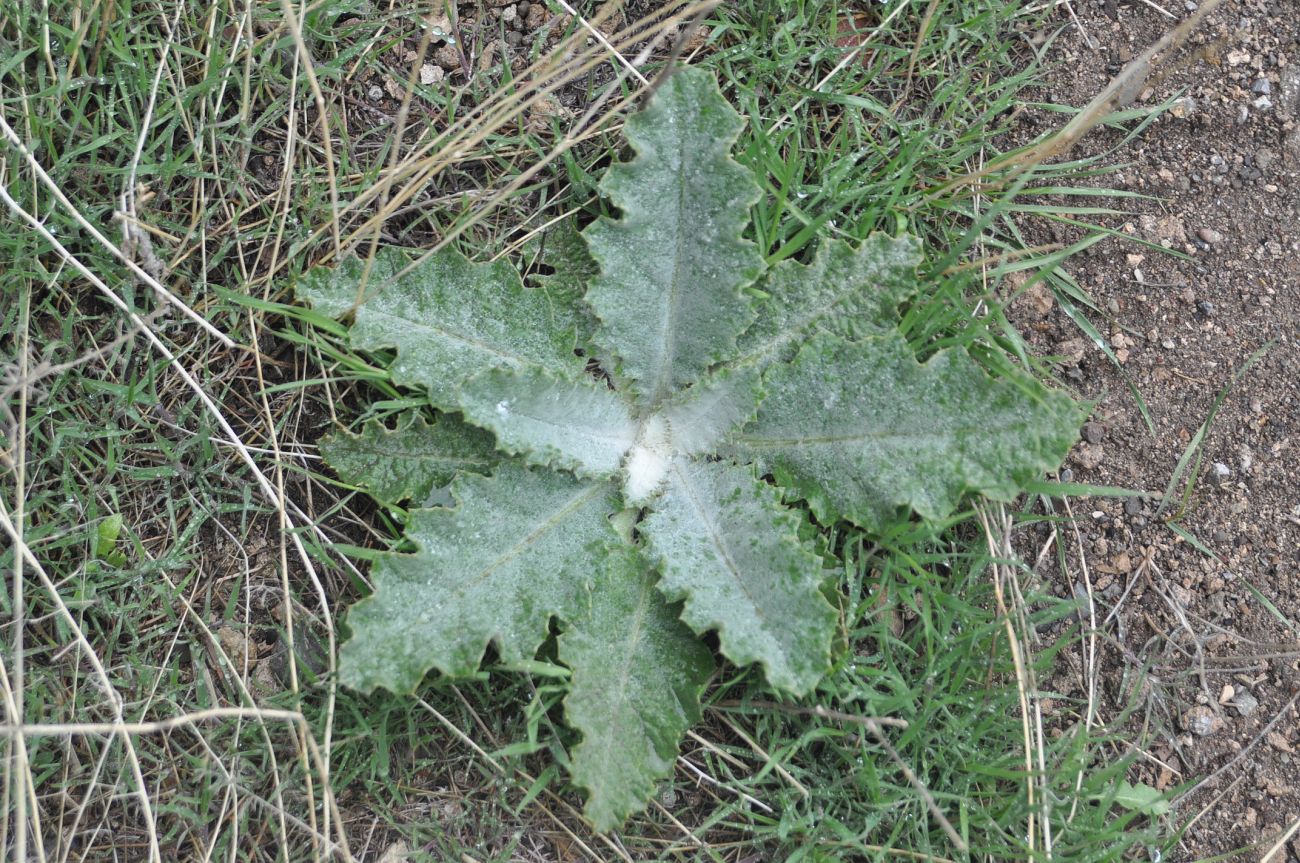 Image of Onopordum acanthium specimen.