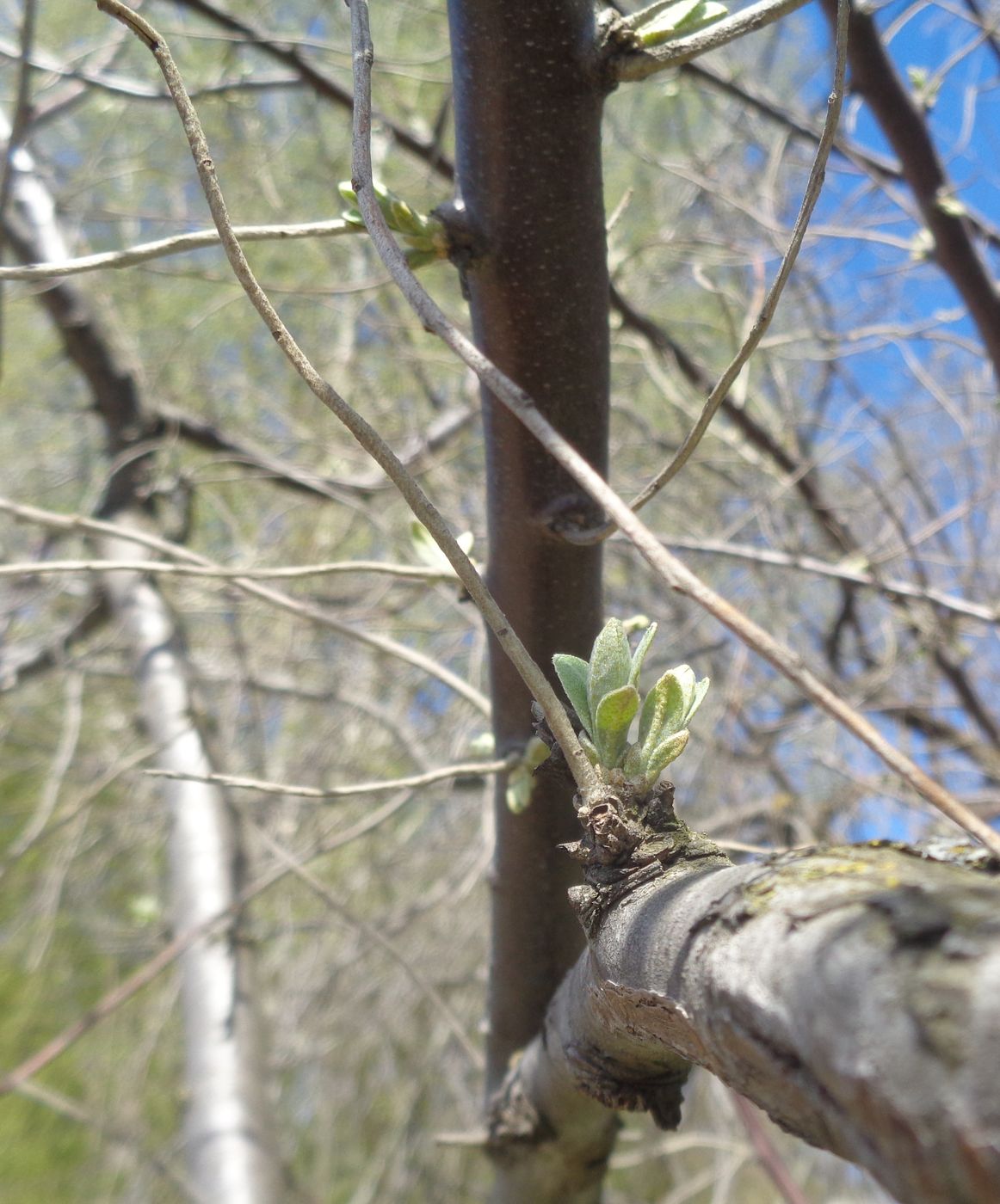 Image of Elaeagnus angustifolia specimen.