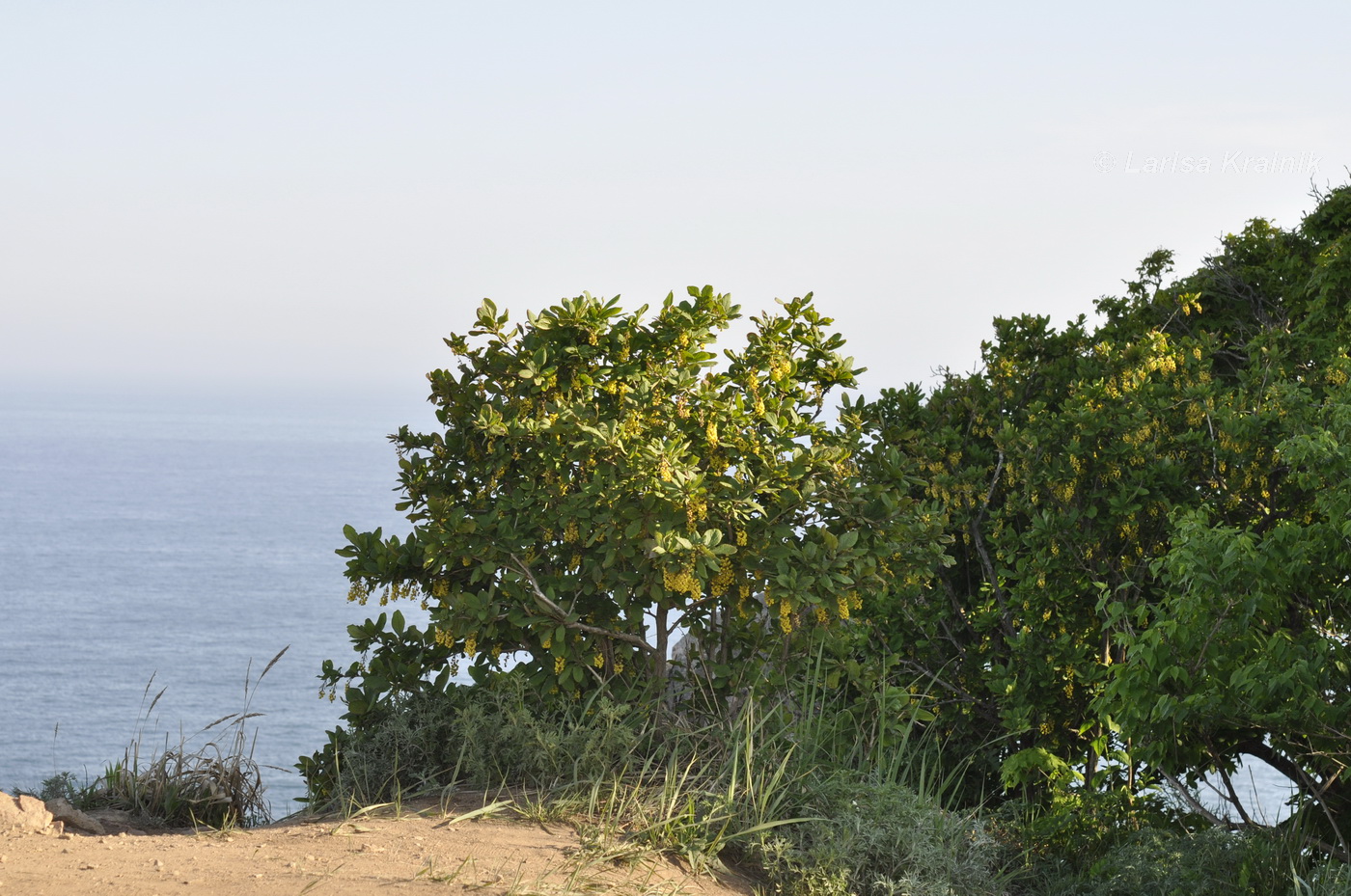 Image of Berberis amurensis specimen.