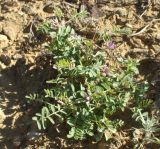 Astragalus psiloglottis