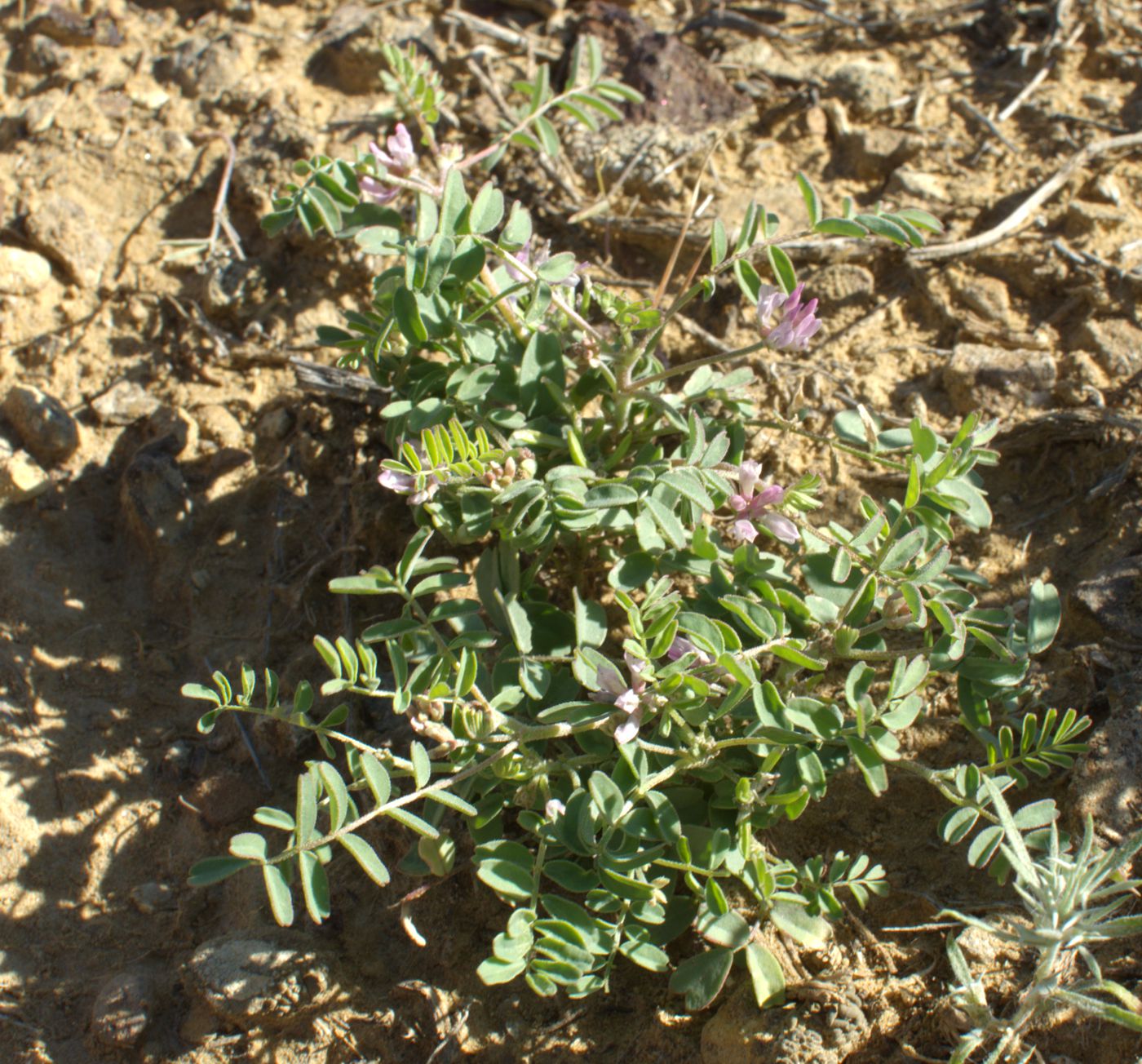 Изображение особи Astragalus psiloglottis.