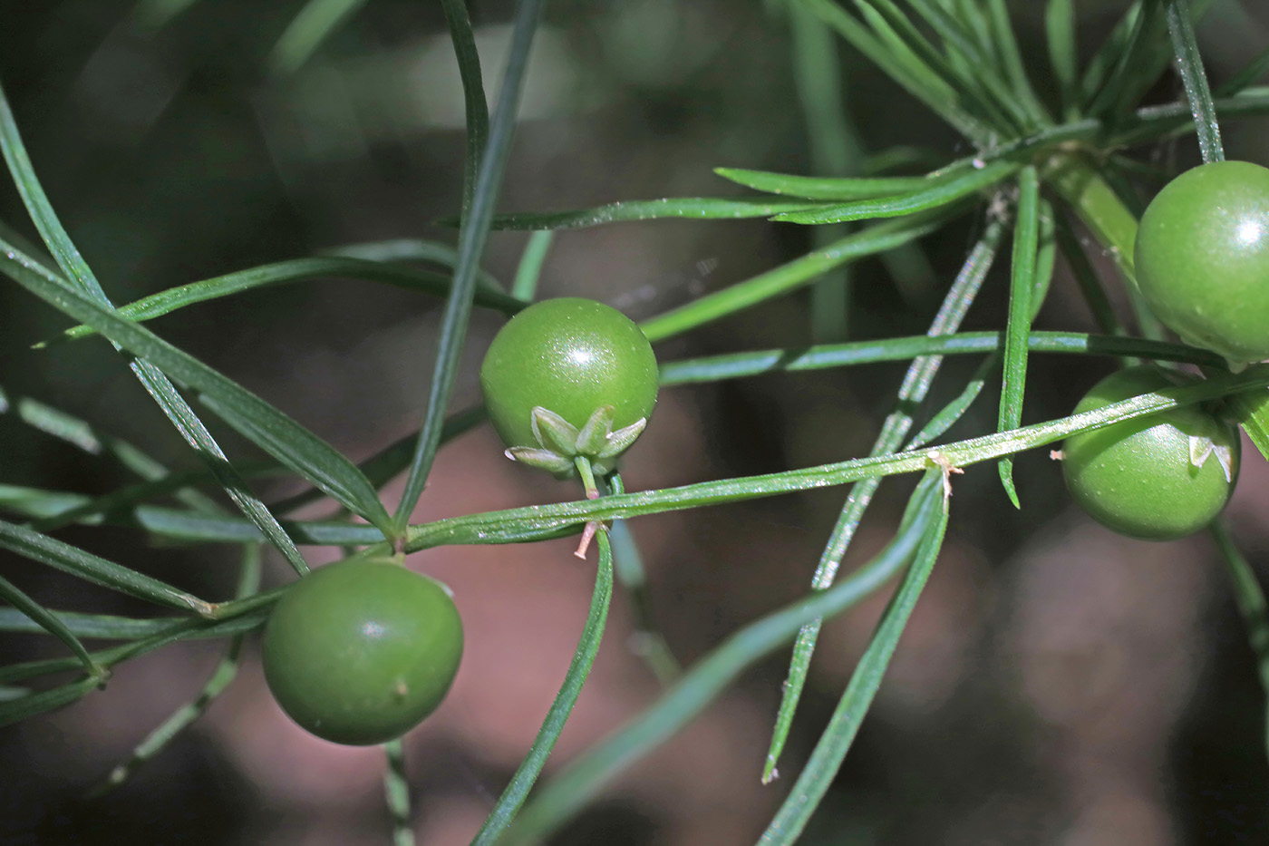 Изображение особи Asparagus verticillatus.