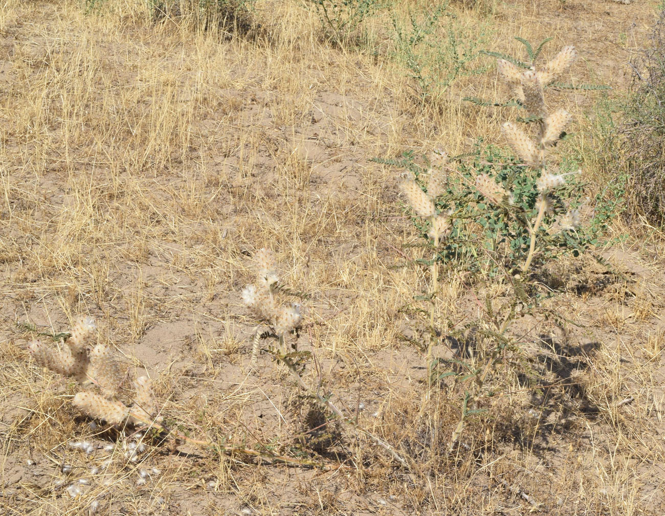 Image of Astragalus alopecias specimen.