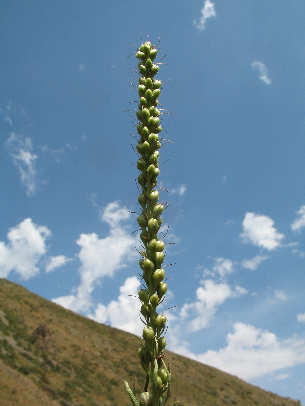 Image of Veronica laeta specimen.