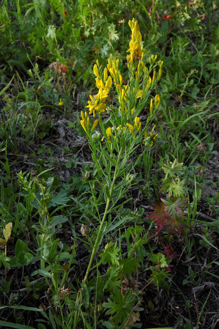 Изображение особи Genista patula.