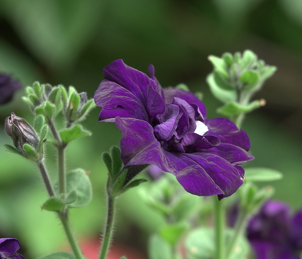Image of Petunia &times; atkinsiana specimen.
