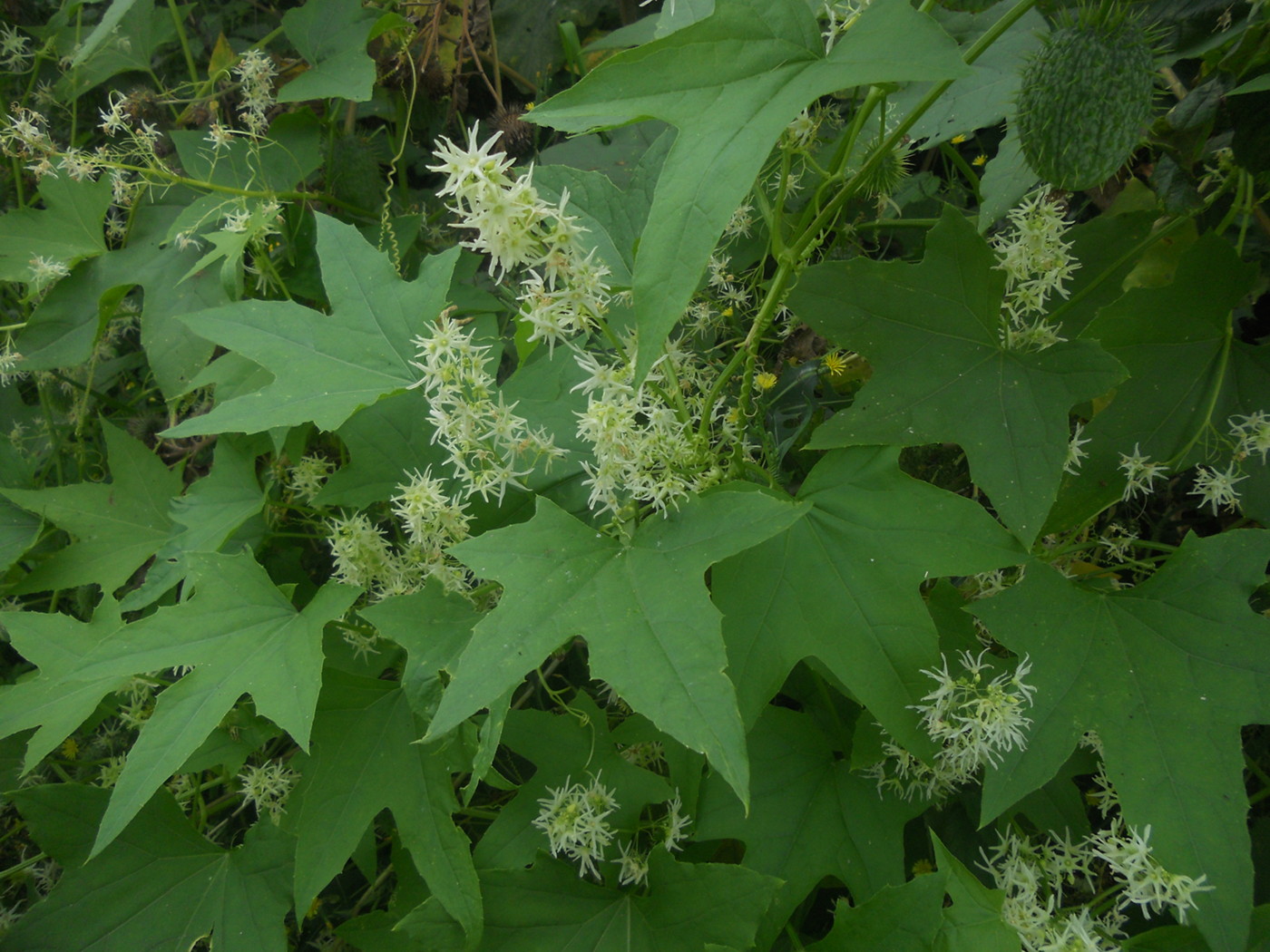 Изображение особи Echinocystis lobata.