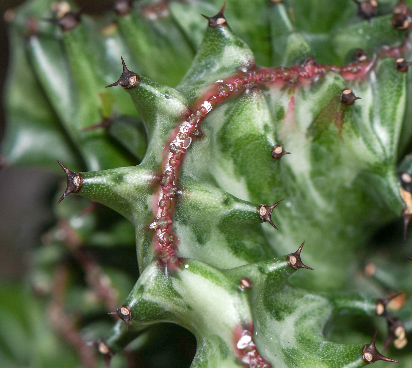 Изображение особи Euphorbia lactea.