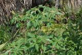 Euphorbia heterophylla