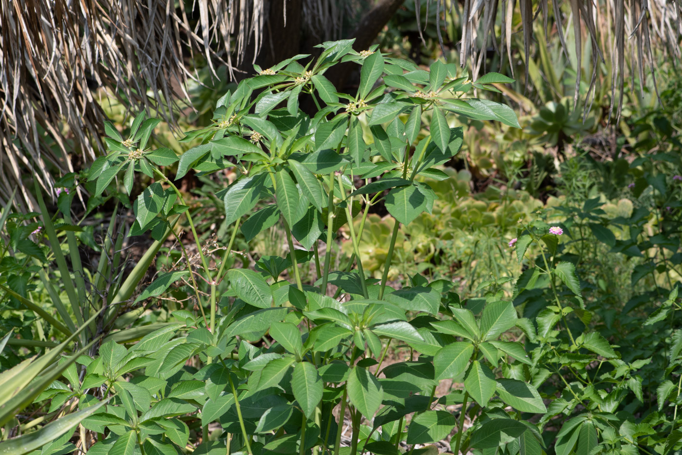 Изображение особи Euphorbia heterophylla.