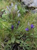 Gentianella campestris. Цветущие растения. Испания, автономное сообщество Каталония, провинция Барселона, комарка Бергеда, муниципалитет Сальдес, подножие горы Педрафорка, смотровая площадка \"Гресолет\", 1557 м н.у.м., каменистый склон северной экспозиции. 22.09.2019.