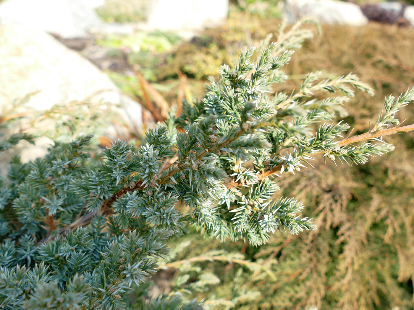 Изображение особи Juniperus chinensis.