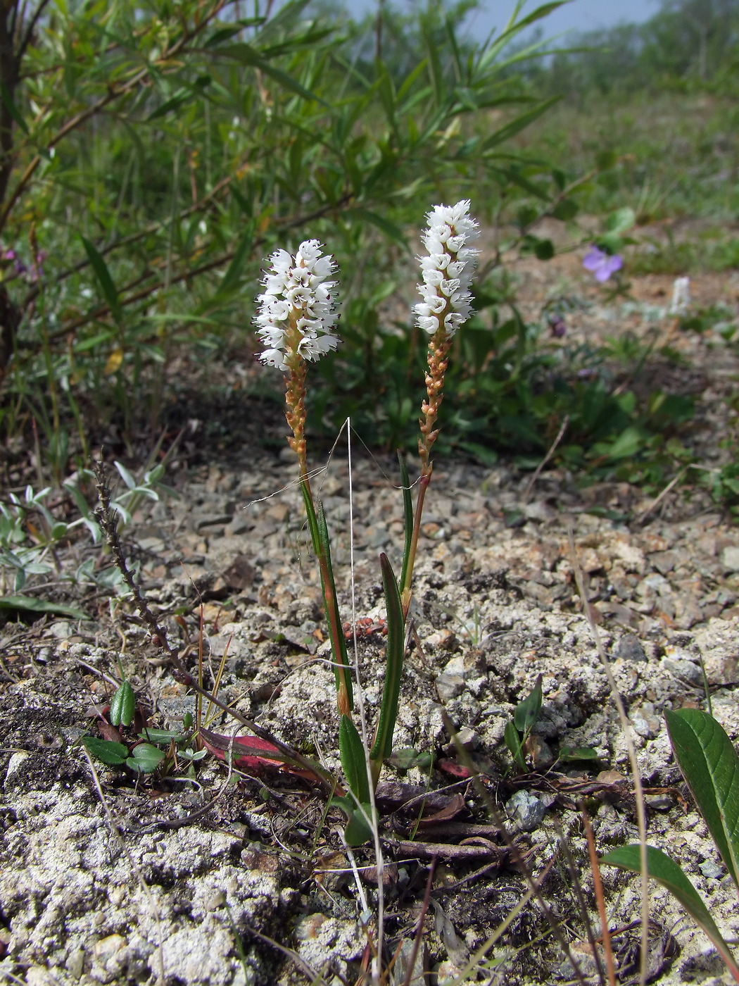 Image of Bistorta vivipara specimen.