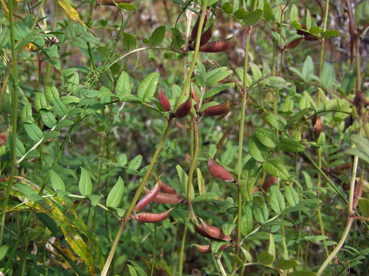 Image of Vicia sepium specimen.