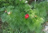 Paeonia tenuifolia