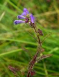 Scutellaria galericulata