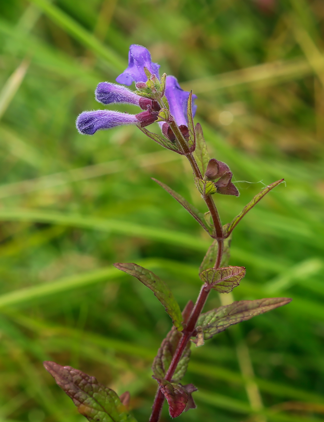 Image of Scutellaria galericulata specimen.