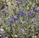 Centaurea depressa