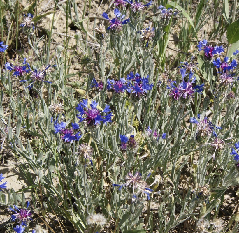 Image of Centaurea depressa specimen.