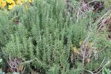 Rosmarinus officinalis