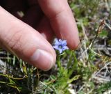 Gentiana pseudoaquatica