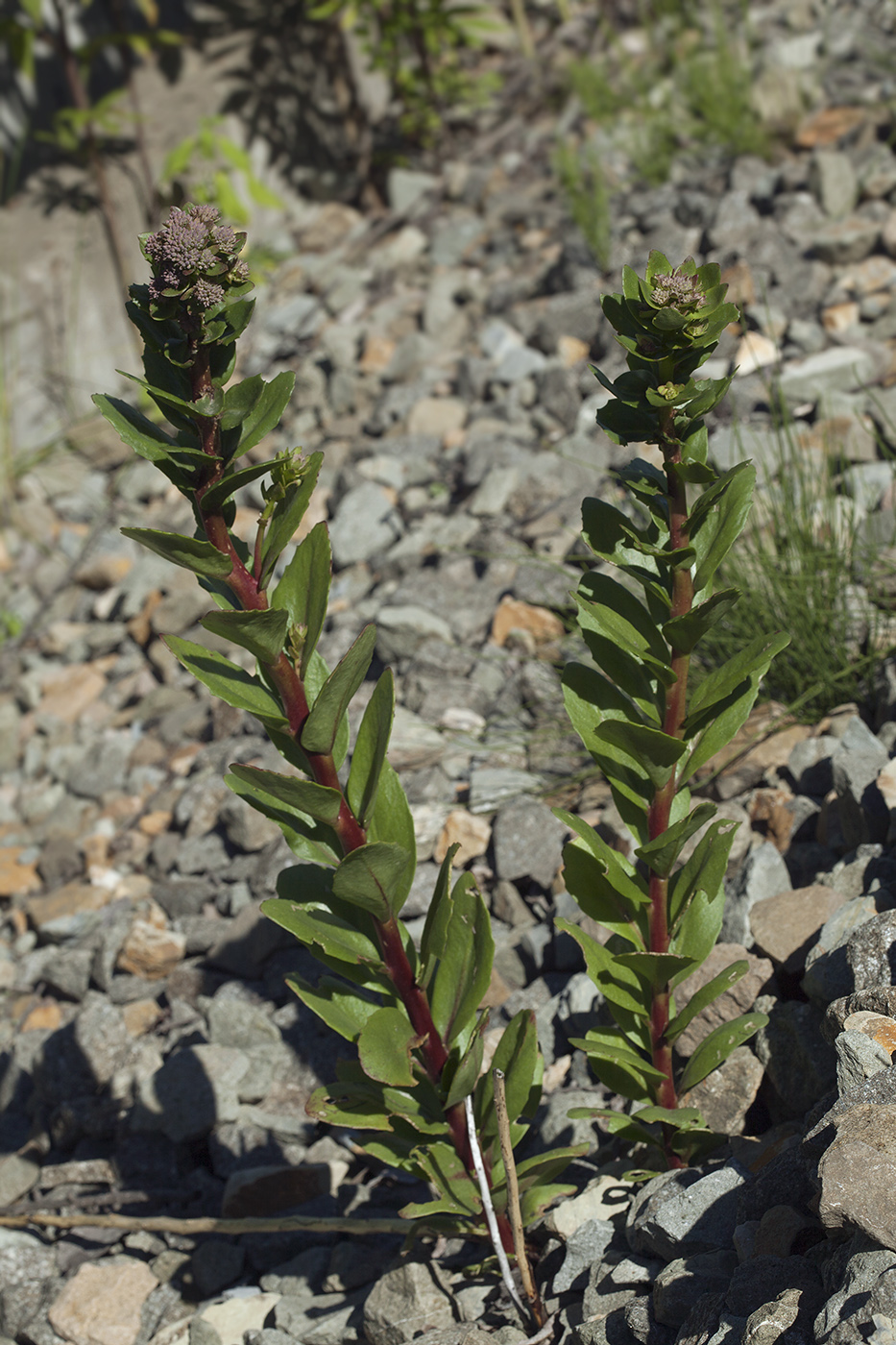 Изображение особи Hylotelephium triphyllum.