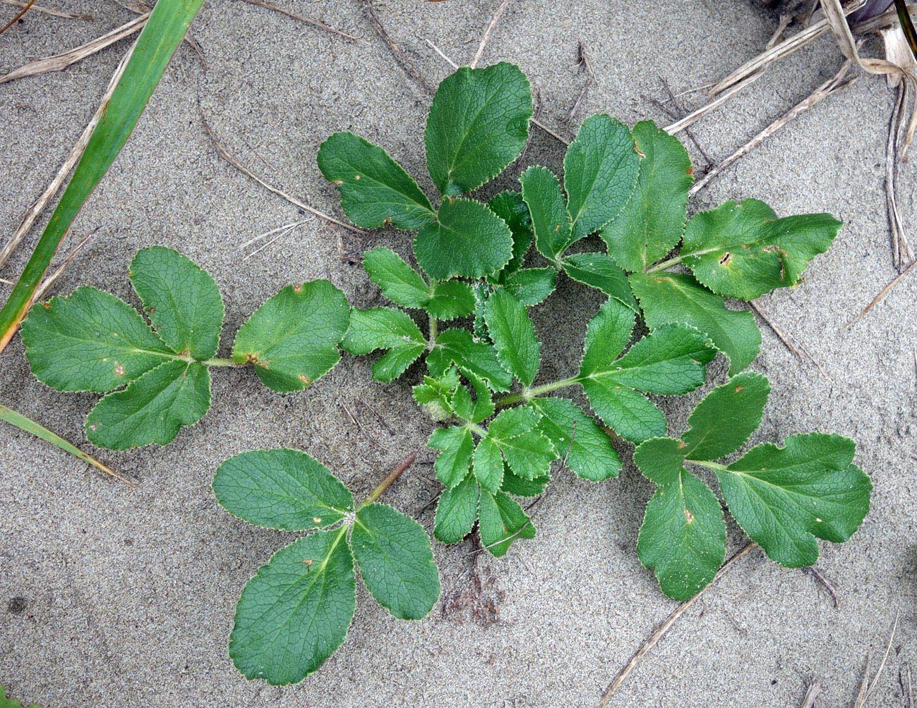 Image of Glehnia litoralis specimen.