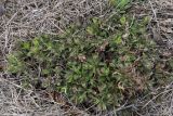 Draba sibirica