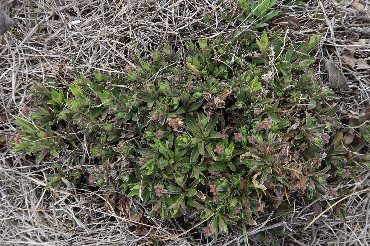 Image of Draba sibirica specimen.