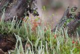 Cladonia macilenta