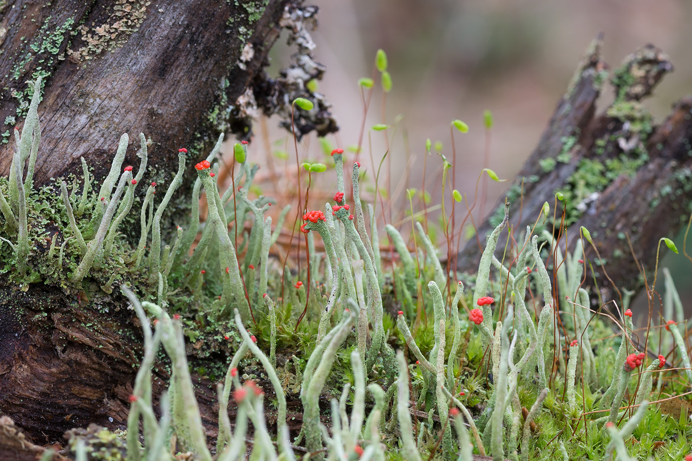 Image of Cladonia macilenta specimen.