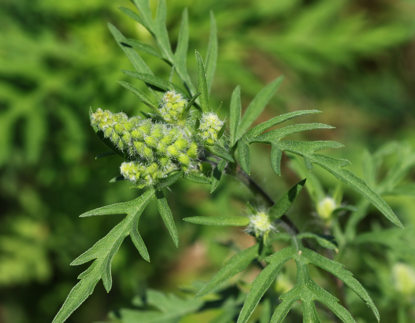 Image of Ambrosia artemisiifolia specimen.