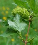 Viburnum opulus f. roseum