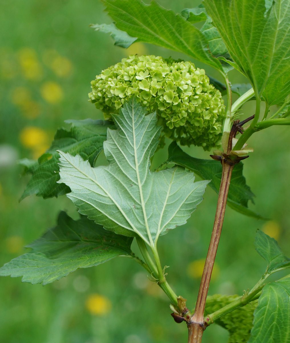 Изображение особи Viburnum opulus f. roseum.