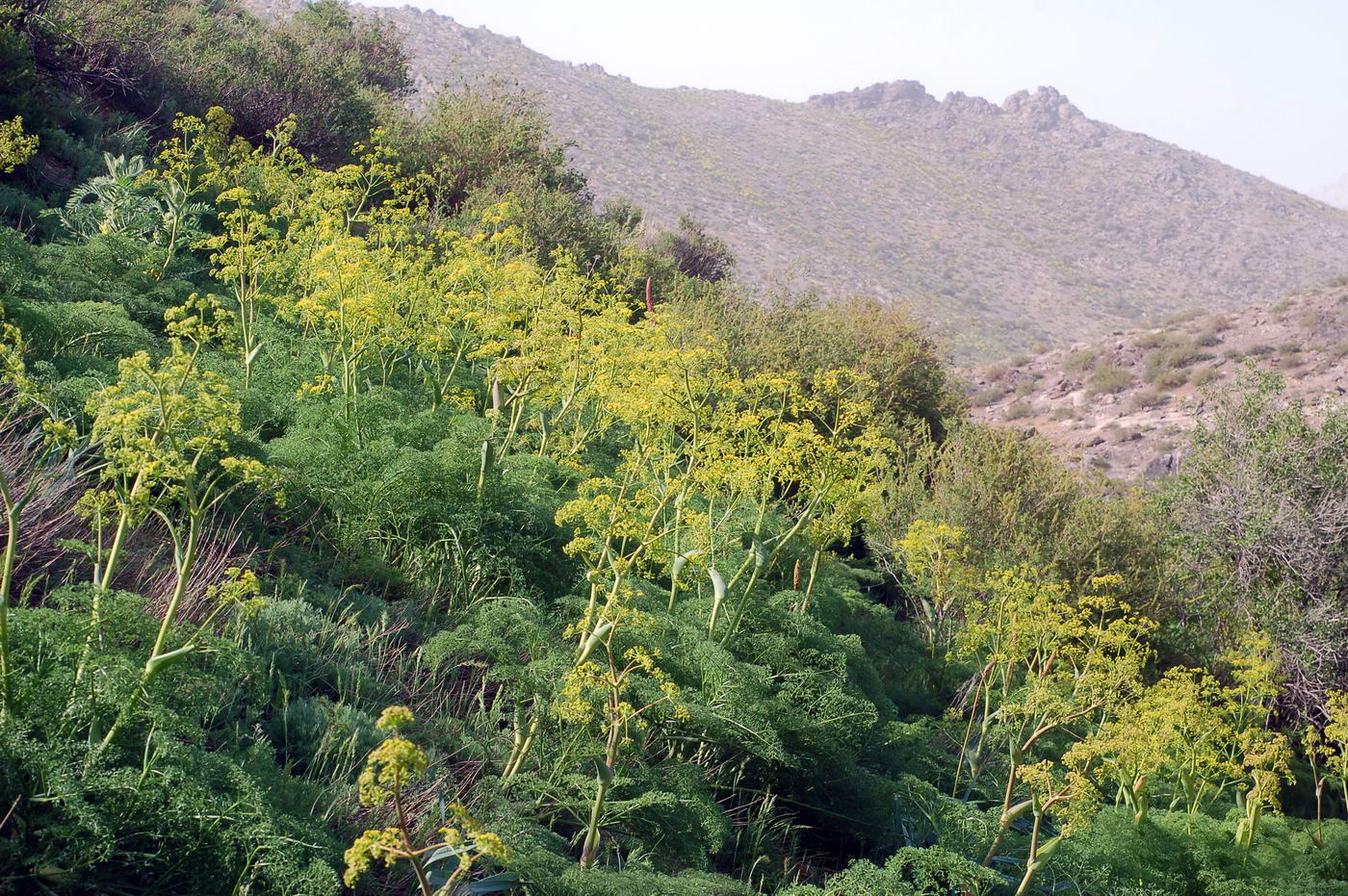 Image of Ferula tenuisecta specimen.