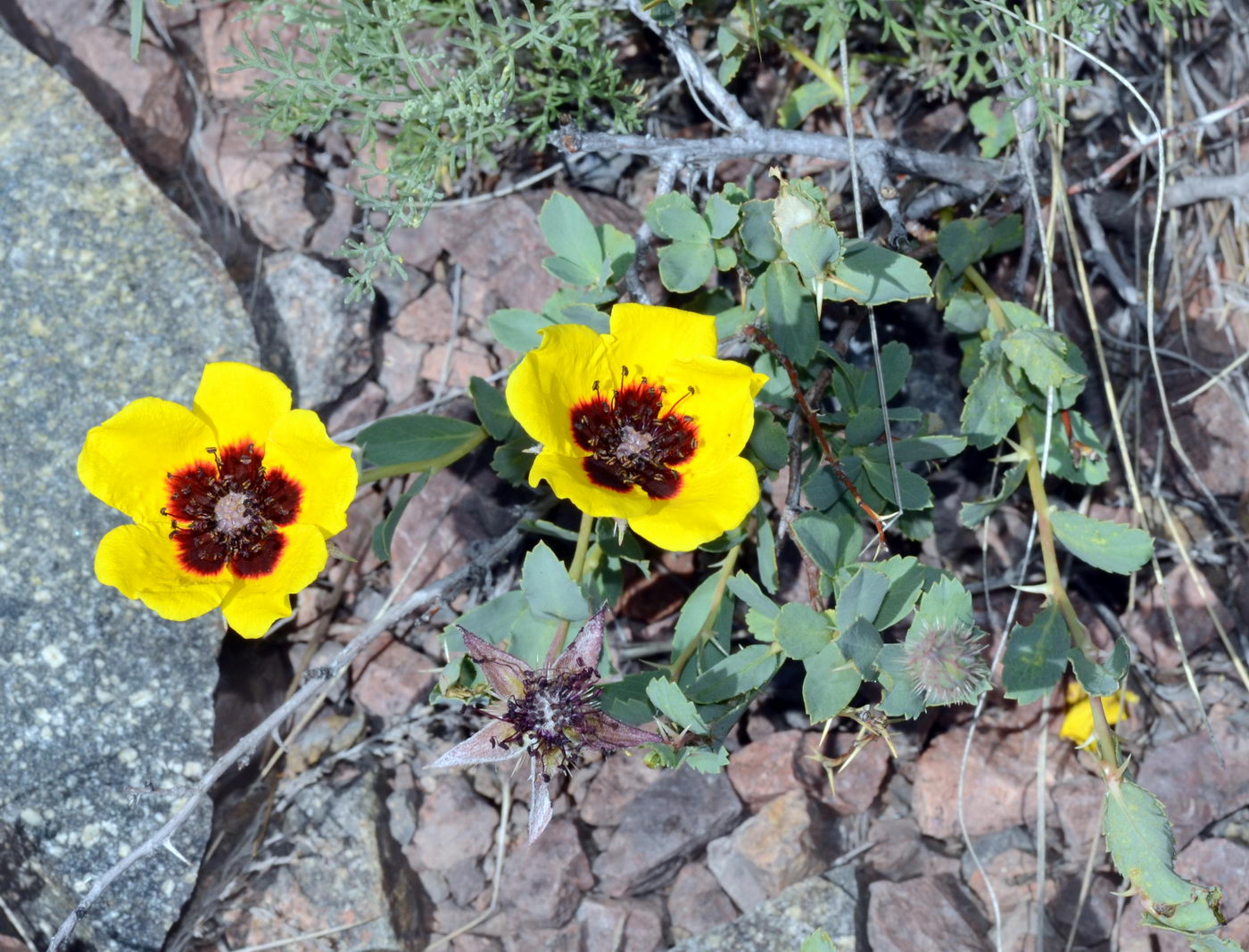 Image of Rosa persica specimen.