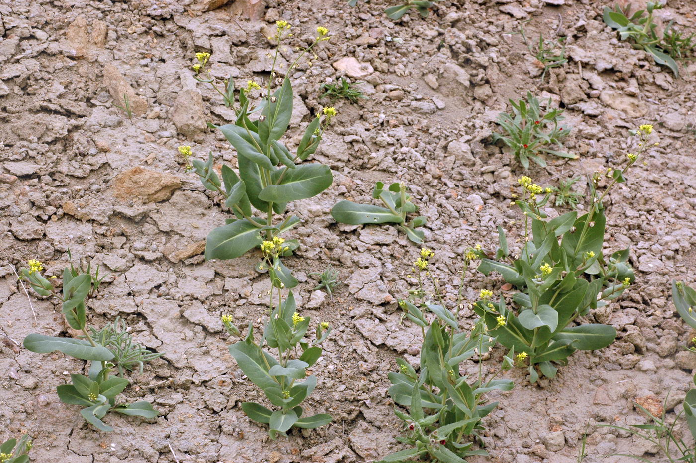 Image of Sameraria cardiocarpa specimen.