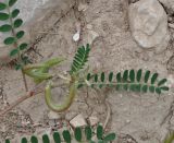 Astragalus hamosus