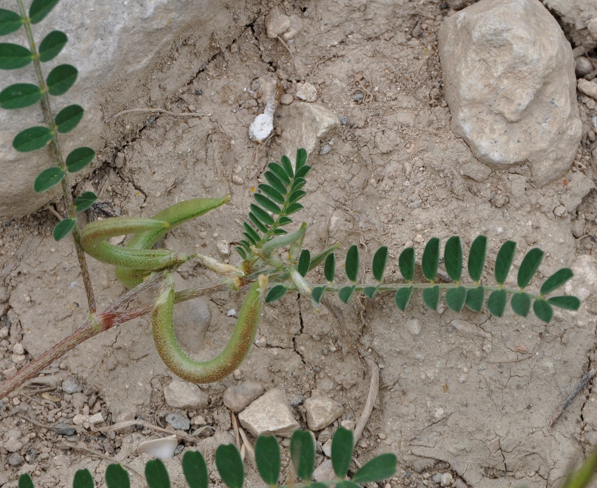 Изображение особи Astragalus hamosus.